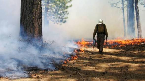 prescribed burn