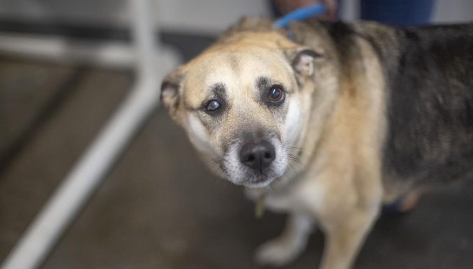 Featured Pet of The Day- Margie