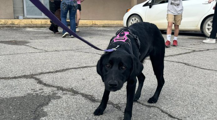 Featured Pet of The Day- Diana