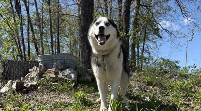Featured Pet of The Day- Athena
