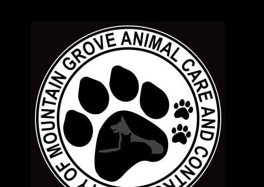 Featured Pets of The Day- Four Puppies Availible for Adoption: City of Mountain Grove Animal Control