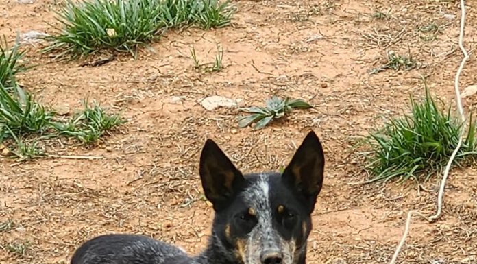 Featured Pet of The Day- Bella
