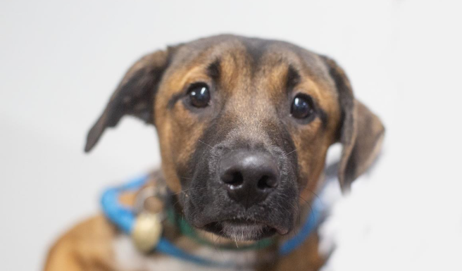 Featured Pet of The Day- Bandit
