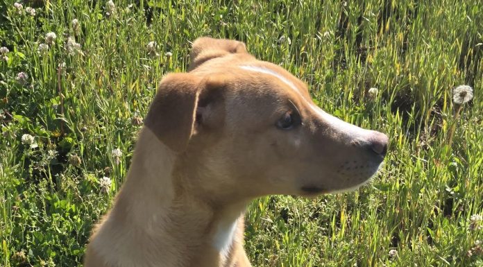 Featured Pet of The Day- Rex