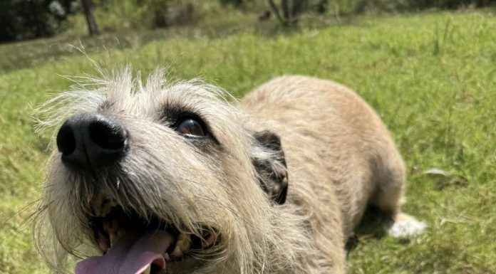 Featured Pet of The Day- Lucy