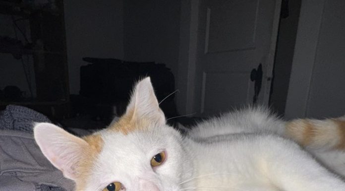 Featured Pet of The Day- Romeo