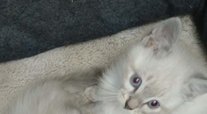 Featured Pets of The Day- 8 Week old Seal Point Siamese Kittens Looking For Foster To Adopt Homes