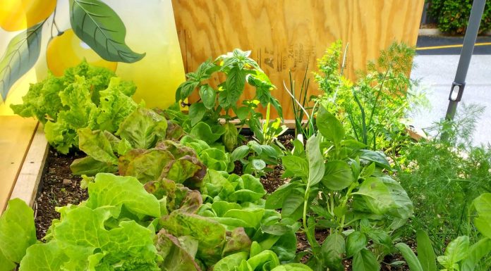 Go FARM Vendor Spotlight: Bee Quenched