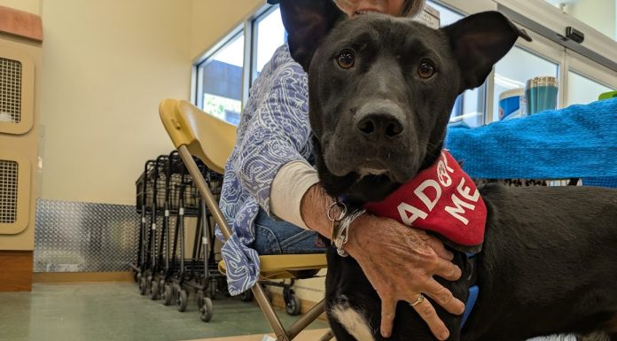 Featured Pet of The Day- Pee-Wee