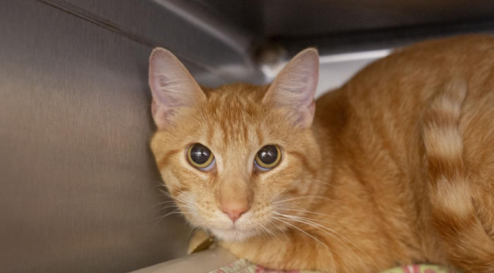 Featured Pet of The Day- Butters