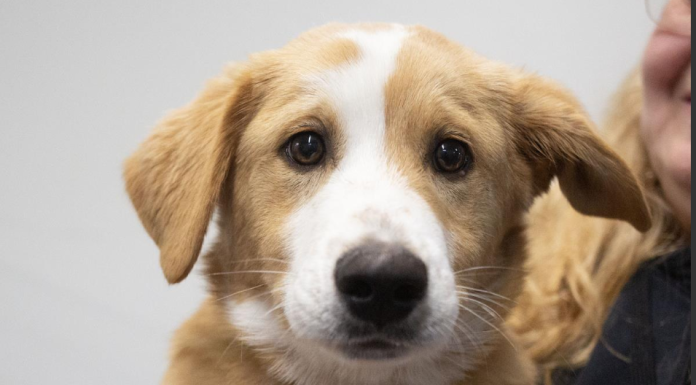 Featured Pet of The Day- ButterScotch