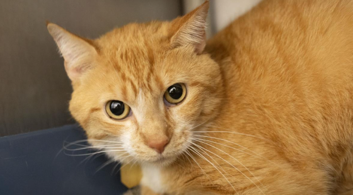 Featured Pet of The Day – Garfield