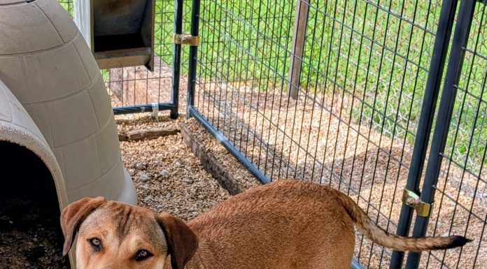 Featured Pet of The Day- Jazzy