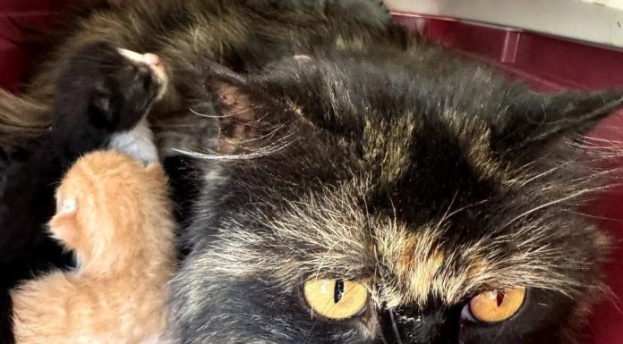 Featured Pet of The Day- Candy