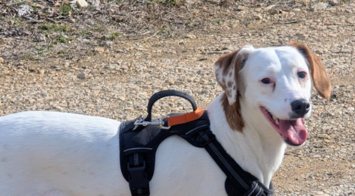 Featured Pet of The Day- Goldie