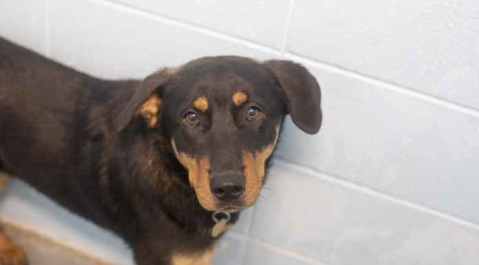 Featured Pet of The Day- Brody