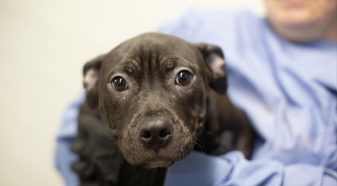 Featured Pet of The Day-Fiona