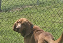 Featured Pet of The Day- Rosco