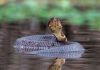 Arkansas Football Player Practices With Venomous Snake Hidden in Helmet