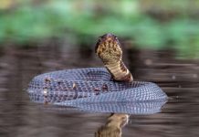Arkansas Football Player Practices With Venomous Snake Hidden in Helmet