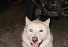 Featured Pet of The Day- Zeus