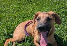 Featured Pet of The Day- Smudge