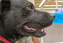 Featured Pet of The Day-Capone