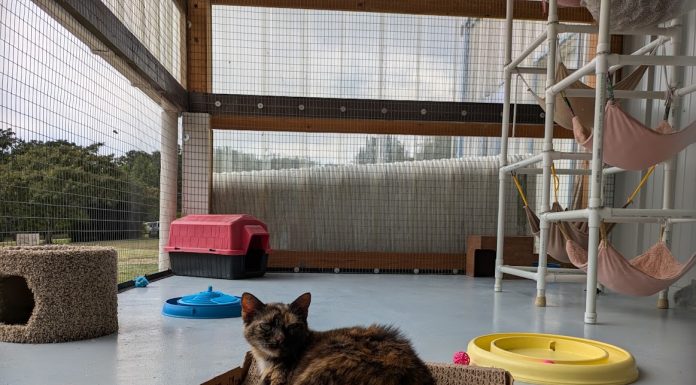 Featured Pet of The Day- Carmella