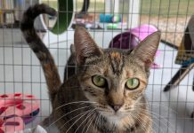 Featured Pet of The Day- Bertha