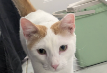 Featured Pet of The Day- Romeo