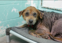 Featured Pet of The Day- Spirit