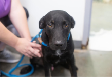 Featured Pet of The Day- Nutty Buddy