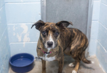 Featured Pet of The Day- Jade