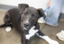 Featured Pet of The Day-Tamera