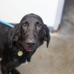 Featured Pet of The Day- Molly