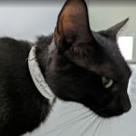 Featured Pet of The Day- Johnnie