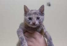 Featured Pet of The Day- Alma