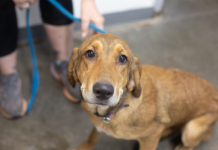 Featured Pet of The Day- Hallie