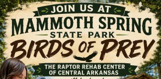 Birds of Prey Exhibition Returns to Mammth Spring State Park in October