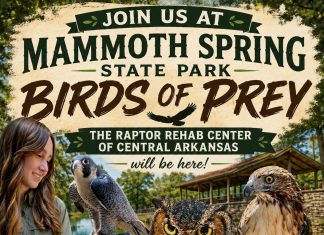Birds of Prey Exhibition Returns to Mammth Spring State Park in October