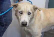 Featured Pet of The Day- Blitz