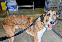 Featured Pet of The Day- Beethoven