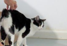 Featured Pet of The Day- Chalupa