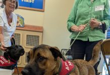 Featured Pet of The Day- Bandit