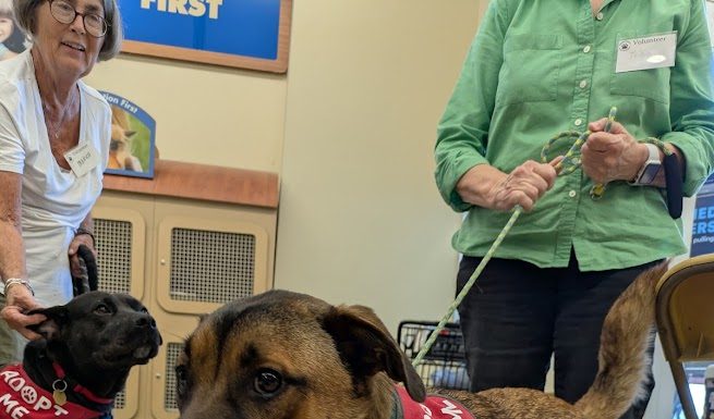 Featured Pet of The Day- Bandit
