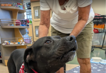 Featured Pet of The Day- Capone