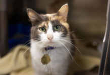 Featured Pet of The Day- Ali