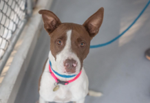 Featured Pets of The Day- Timber