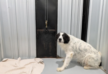 Featured Pet of The Day-Mazie