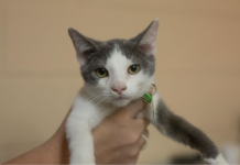 Featured Pet of The Day- Kaya